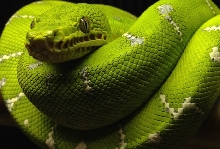 Emerald Tree Boa