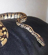 Pastel ?