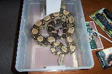 circle back anery