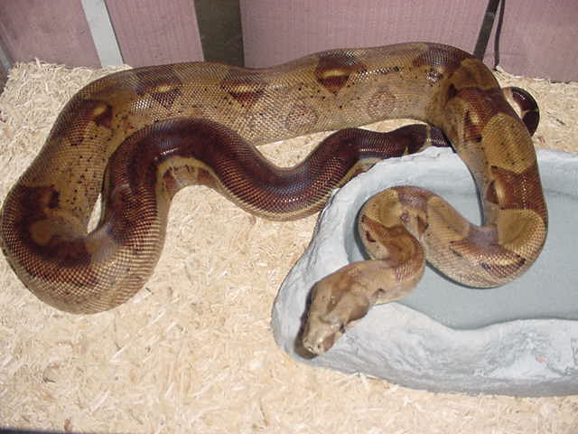 striped f2 hypo