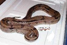 tiger boa