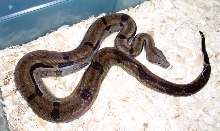 tiger boa