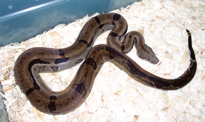 tiger boa