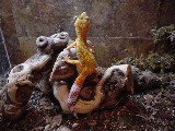 Leopard Gecko
