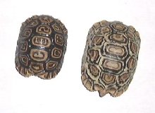 leopard torts