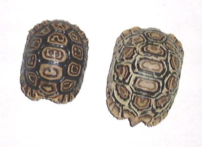 leopard torts