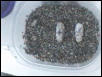 Leo Eggs