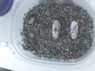 Leo Eggs