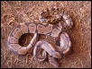 2 Male Ball Pythons.