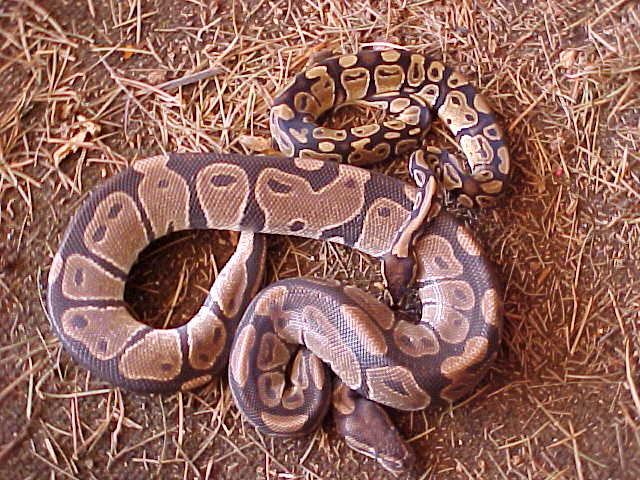2 Male Ball Pythons.