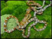 1.1 Miami Phase, 0.1 Normal Phase Corn Snakes