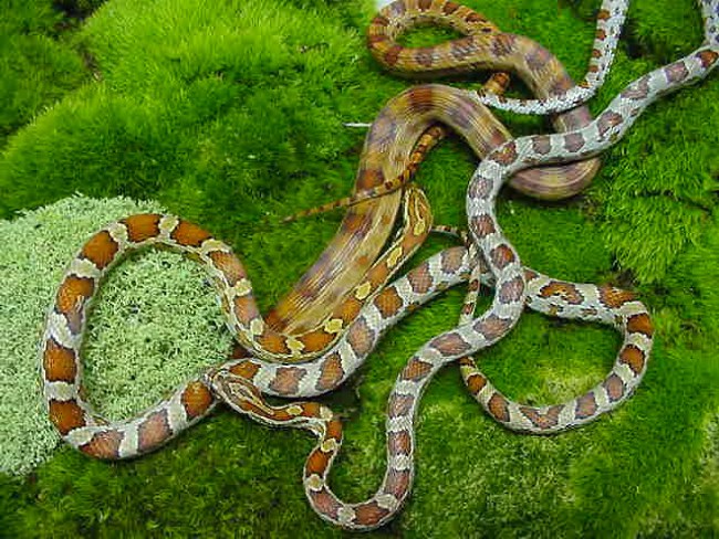 1.1 Miami Phase, 0.1 Normal Phase Corn Snakes