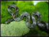 Greenish Rats, Def. Het for Albino , proven breeders