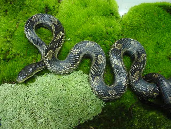 Greenish Rats, Def. Het for Albino , proven breeders