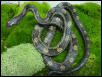 Greenish Rats, Definate het for Albino.. not for sale.
