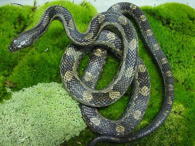 Greenish Rats, Definate het for Albino.. not for sale.