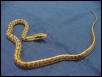 Taiwan Beauty Snakes 1.1 CB 01 pair