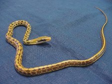 Taiwan Beauty Snakes 1.1 CB 01 pair