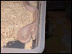 1.0 3'  leucistic Southern Pine