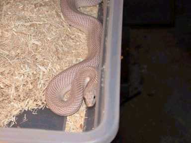 1.0 3'  leucistic Southern Pine