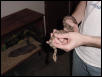 Central American Boa Baby