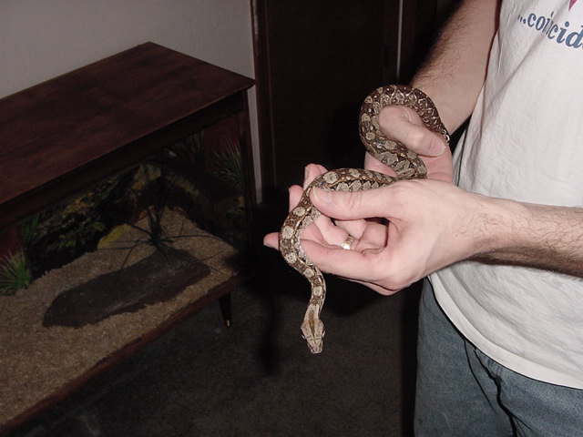 Central American Boa Baby