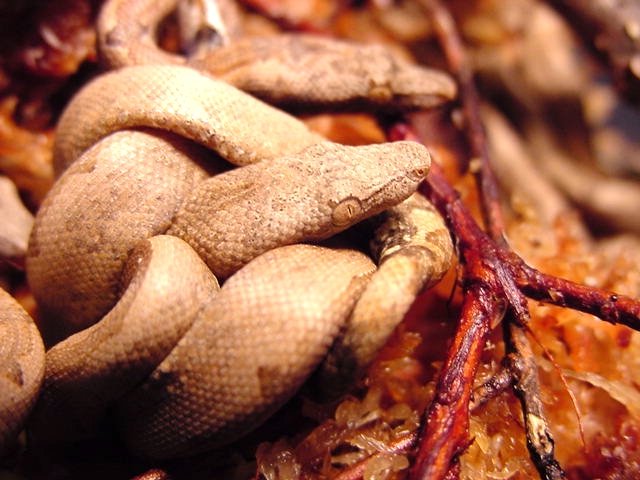 Solomon Ground/Tree Boa