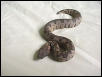 Viper Boa yearling!