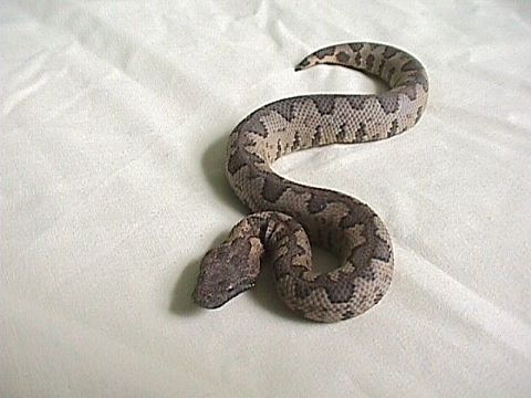 Viper Boa yearling!