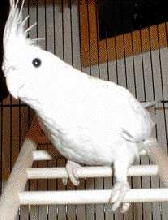 Merlyn