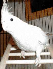 Merlyn