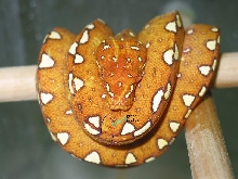 My GTP starts to own its green scales