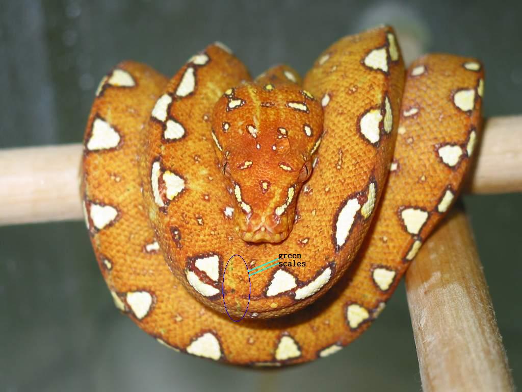 My GTP starts to own its green scales