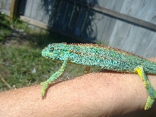 blue elliot