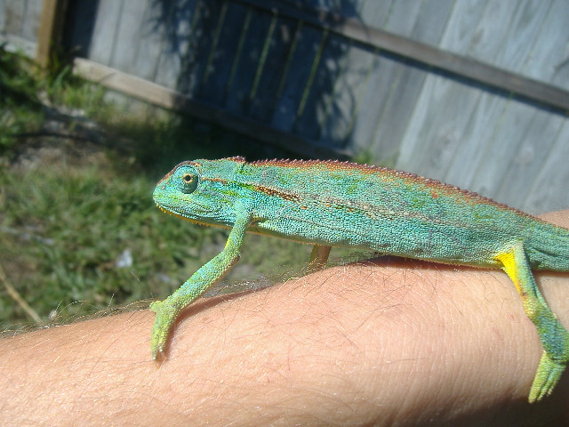 blue elliot