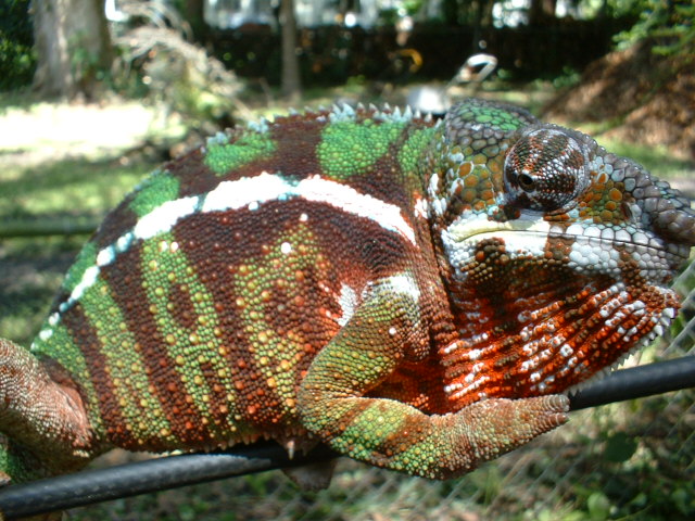 Sambanja