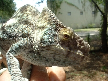C.B parsonii