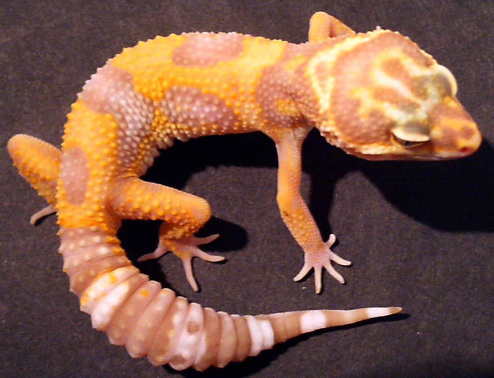 albino leo