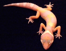 albino leo