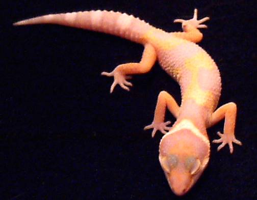 albino leo