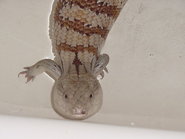 Blue Tongue Skink