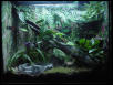 Cuban Tree frog tank