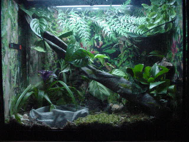Cuban Tree frog tank