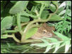 Cuban Tree Frog