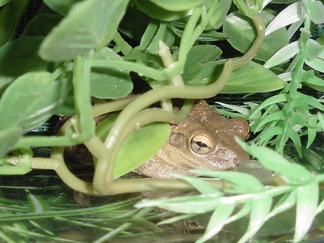 Cuban Tree Frog