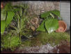 dart frog tank