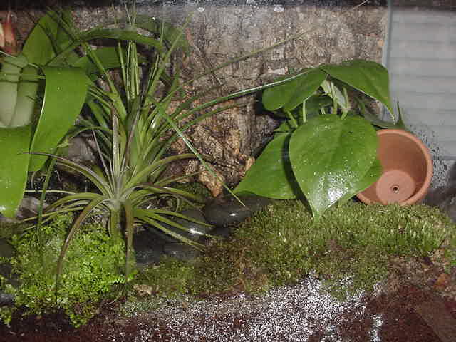 dart frog tank