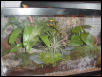 New dart frog tank