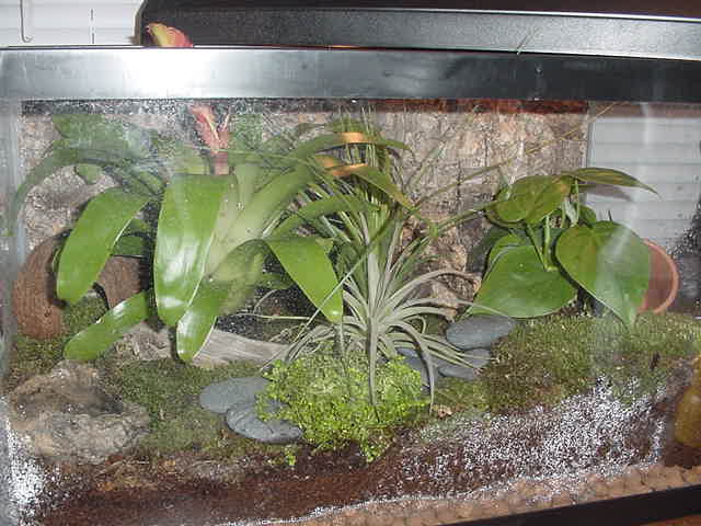 New dart frog tank