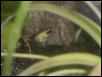 Phyllobates Mint Terribillis